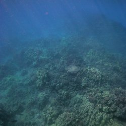 Snorkel Safe Oahu - A little taste of how enormous the reef system can be here in Hawai'i! Call today to learn how to snorkel safe!