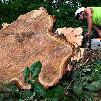 Clipper Tree & Landscape - Storm Damaged Honey Locust Removal - Tree Services Near Me - St. Louis, Missouri Clipper Tree & Landscape - Storm Damaged Honey Locust Removal - Tree Services Near Me - St. Louis, Missouri