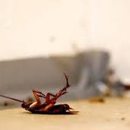 Cockroach found Cockroach found