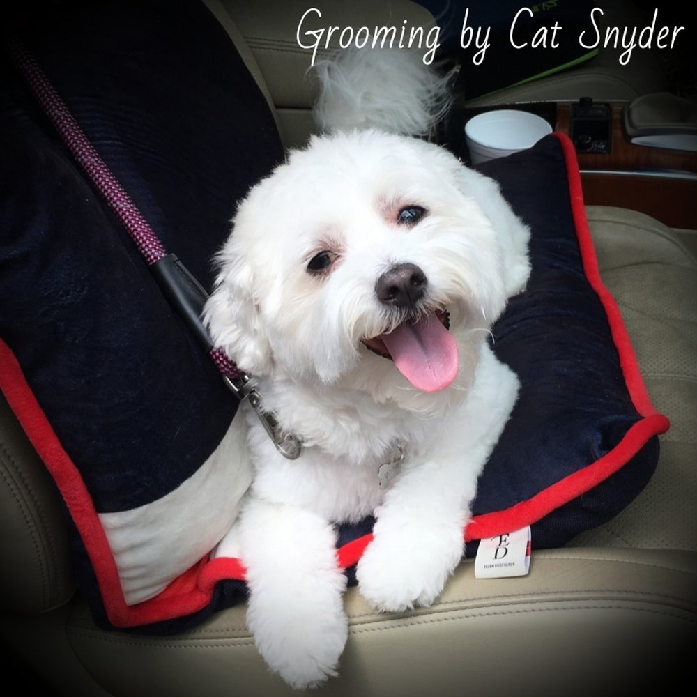 Pet Supplies Plus - Spring - Come see Cat Snyder at Pet Supplies Plus! - Pet Groomers Near Me - Spring, Texas Pet Supplies Plus - Spring - Come see Cat Snyder at Pet Supplies Plus! - Pet Groomers Near Me - Spring, Texas