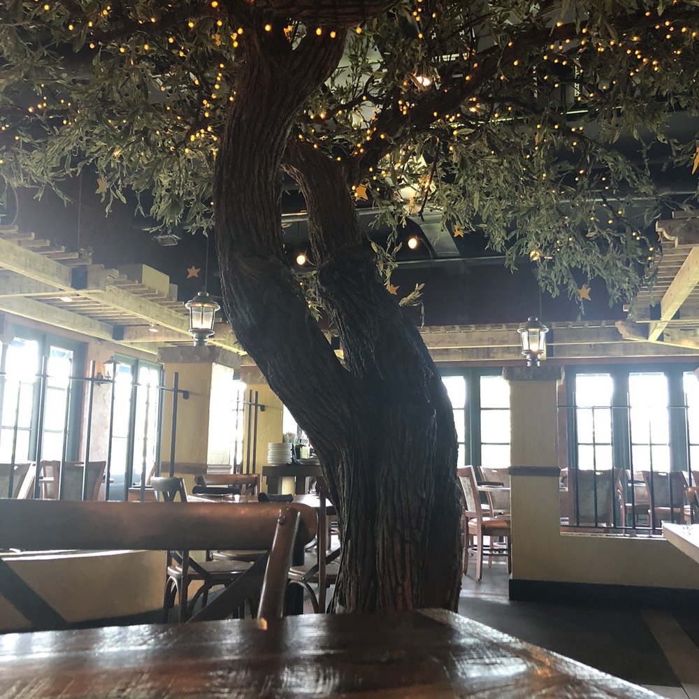 Bella Notte - Our table was under this lighted tree - Italian Near Me - Lexington, Kentucky Bella Notte - Our table was under this lighted tree - Italian Near Me - Lexington, Kentucky