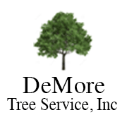 Demore Tree and Landscape - tree service in Allston, MA