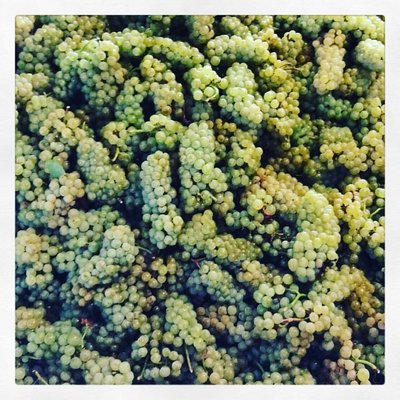 Stinson Vineyards by null