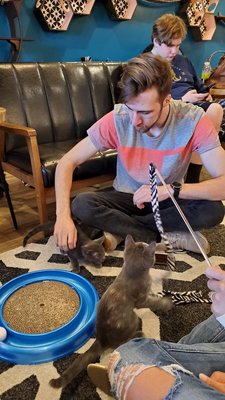 Catfeine Cat Cafe by null