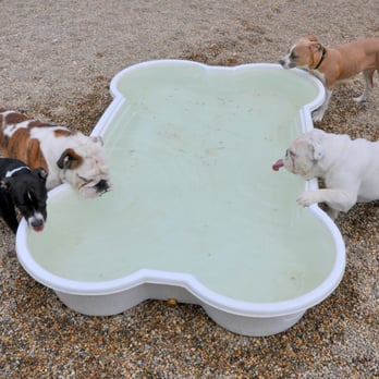 Dog On Inn - Pet Boarding Near Me - Augusta, Michigan