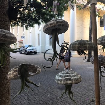 Flower Fair - These hanging air plants are AWESOME! Reminds me of da Kine Jelly Fish! - Florists Near Me - Honolulu, Hawaii Flower Fair - These hanging air plants are AWESOME! Reminds me of da Kine Jelly Fish! - Florists Near Me - Honolulu, Hawaii