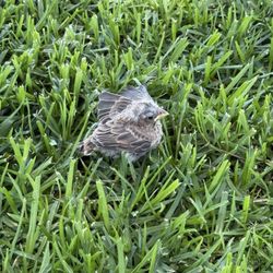 A baby bird had fallen out of its nest
