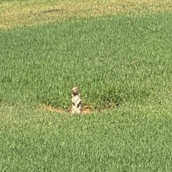 Tons of squirrels.
