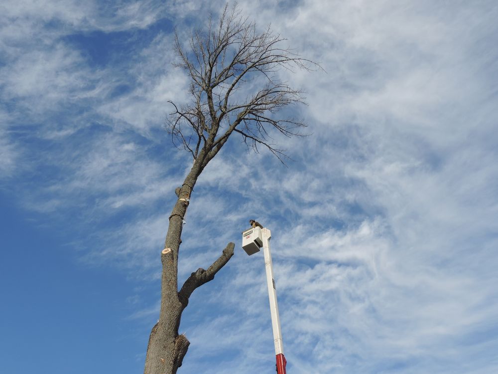 Burman Land & Tree Company - tree service in Orrington, ME