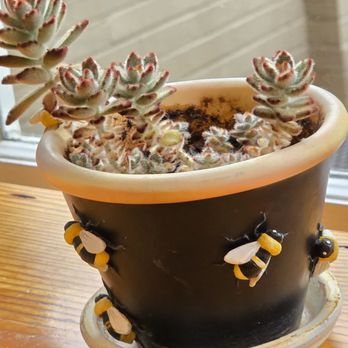 Little Green Hive - A decorative item with bees is very appropriate in the Little Green Hive. - Coffee & Tea Near Me - Roanoke, Virginia