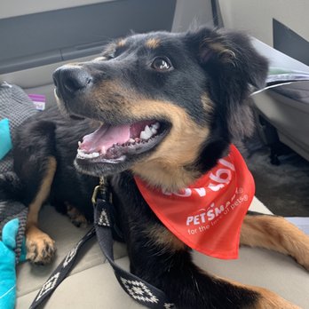 PetSmart - Pet Training Near Me - Washington, DC, District of Columbia