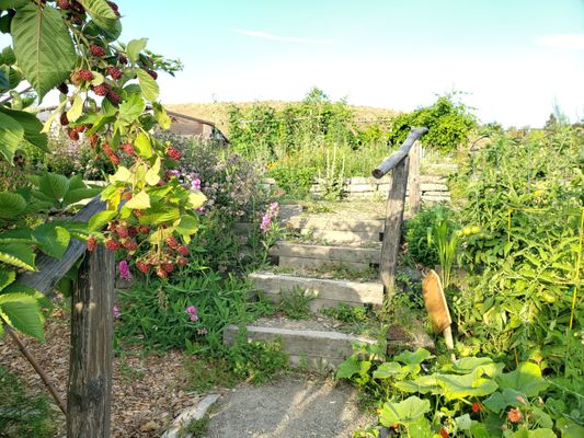 Beacon Food Forest by null