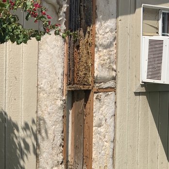 Webster's Bees - Bees in the wall - Pest Control Near Me - Downey, California Webster's Bees - Bees in the wall - Pest Control Near Me - Downey, California