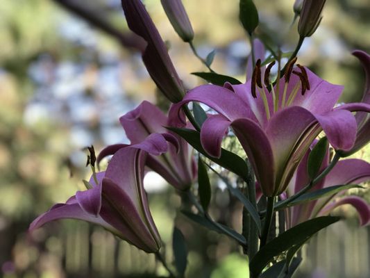 DanWalt Botanical Gardens by null