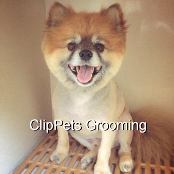 Clippets Grooming - Puffin! He's one of our favorite regulars! - Pet Stores Near Me - Virginia Beach, Virginia