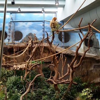 香港海洋公園 - golden monkeys in the Hong Kong Jockey Club Sichuan Treasures hall - Aquariums Near Me - Hong Kong, HK