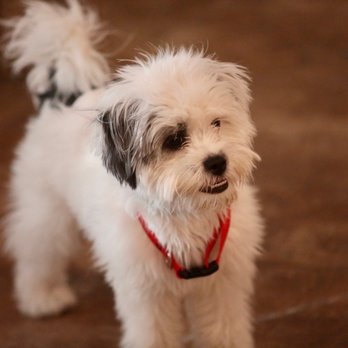 Dawg Life Doggy Daycare & Boarding- Dallas - Pet Training Near Me - Dallas, Texas