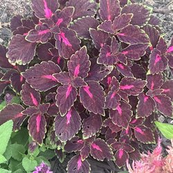 Sundown Gardens