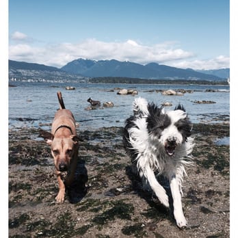 Pooped - Dog Walkers Near Me Pooped - Dog Walkers Near Me