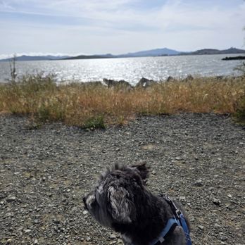 Point Isabel Regional Shoreline - Dog Parks Near Me - Richmond, California Point Isabel Regional Shoreline - Dog Parks Near Me - Richmond, California