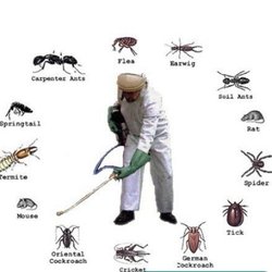 Bug-N-Out Pest Solutions - Here is a list of several pest we help control