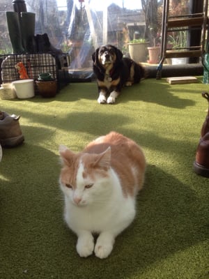 Battersea Dogs & Cats Home by null