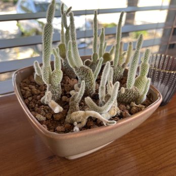 Epic Poke - Cactus I contemplated stealing. - Poke Near Me - Austin, Texas Epic Poke - Cactus I contemplated stealing. - Poke Near Me - Austin, Texas