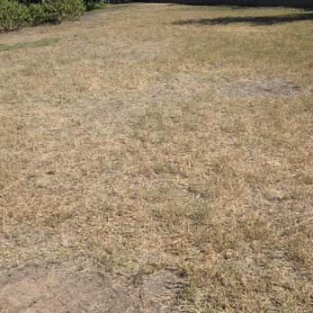 Goodwin & Company - Fire ants that are all over the place - Property Management Near Me - Austin, Texas