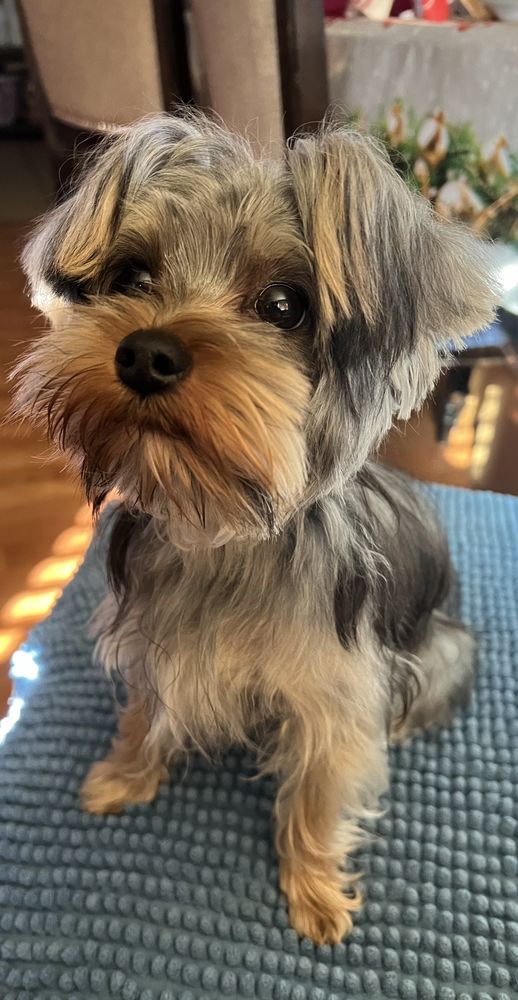 CURA BELLA GROOMING Updated September 2024 110 Montgomery Lake Way