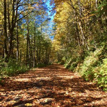 Sandy Ridge Trail System - Leaves leaves leaves on the trail - Mountain Biking Near Me - Brightwood, Oregon Sandy Ridge Trail System - Leaves leaves leaves on the trail - Mountain Biking Near Me - Brightwood, Oregon
