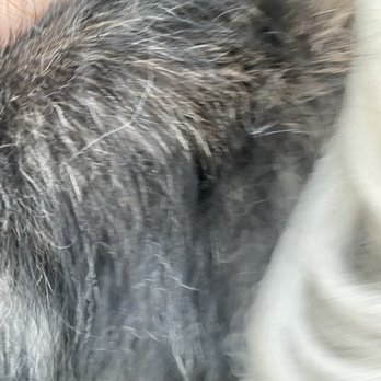 Pawfect Express Pet Spa - Matting clumps of hair - Pet Groomers Near Me - Montebello, California