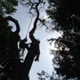 Photo of DC Tree Service