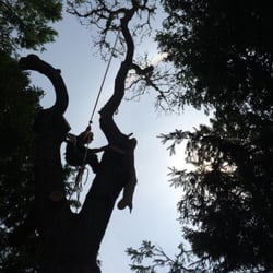 DC Tree Service - Gall Wasp are killing our Black Oaks on Cape Cod.  Call D C Tree Service for all your removal and spraying needs.