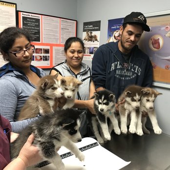 Buckner Animal Clinic - Our client taking advantage of our low cost vaccine clinic!!! - Veterinarians Near Me - Dallas, Texas Buckner Animal Clinic - Our client taking advantage of our low cost vaccine clinic!!! - Veterinarians Near Me - Dallas, Texas