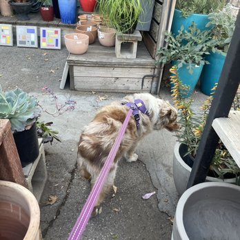 Potted - Betty Mae taking a look around Dog friendly Potted 11.23.22 - Home Decor Near Me - Los Angeles, California