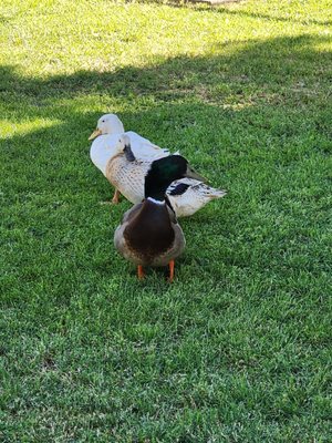 Blossom Peak Ranch by null