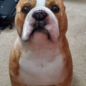 Cuddle Clones - Pet Stores Near Me - Akron, Ohio Cuddle Clones - Pet Stores Near Me - Akron, Ohio