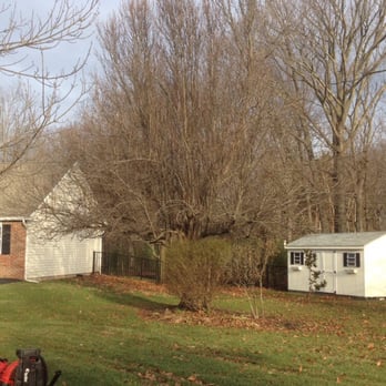 Hamlett's Tree Service - Before trimming - Tree Services Near Me