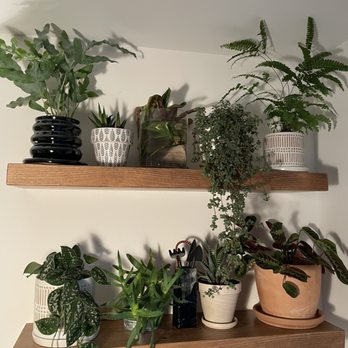Brooklyn Horticulture Studio - My plant shelf at home. Most of these plants are from here and as well as the cool pots on the top left and bottom right - Arts & Crafts Near Me - Brooklyn, New York Brooklyn Horticulture Studio - My plant shelf at home. Most of these plants are from here and as well as the cool pots on the top left and bottom right - Arts & Crafts Near Me - Brooklyn, New York