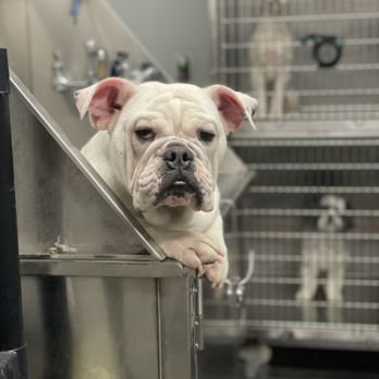 HiCaliber Pet Spa - Pet Groomers Near Me