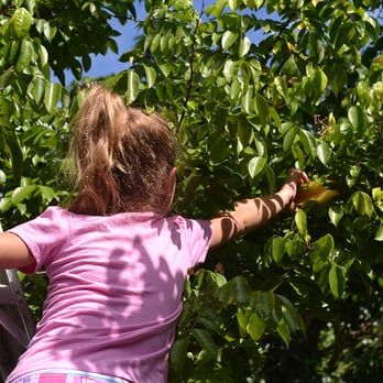 Fresh Gardens - Picking longans - Food Tours Near Me - Homestead, Florida Fresh Gardens - Picking longans - Food Tours Near Me - Homestead, Florida