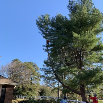 Gunnison North Atlanta - See the guy way up in the tree. They removed this large limb one small section at a time so as to not damage the fence and flower bed below. - Tree Services Near Me - Vinings, Georgia