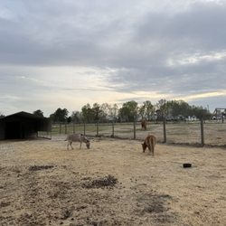 The Scoop at Willow Oak Farms - Miniature horse and miniature donkey