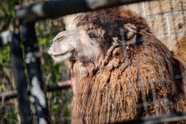 Alaska Zoo by null