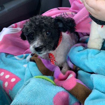 Pawz & Clawz Grooming - Poodle mix - Pet Groomers Near Me - Hightstown, New Jersey Pawz & Clawz Grooming - Poodle mix - Pet Groomers Near Me - Hightstown, New Jersey