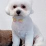 Photo of Happy Dog Grooming