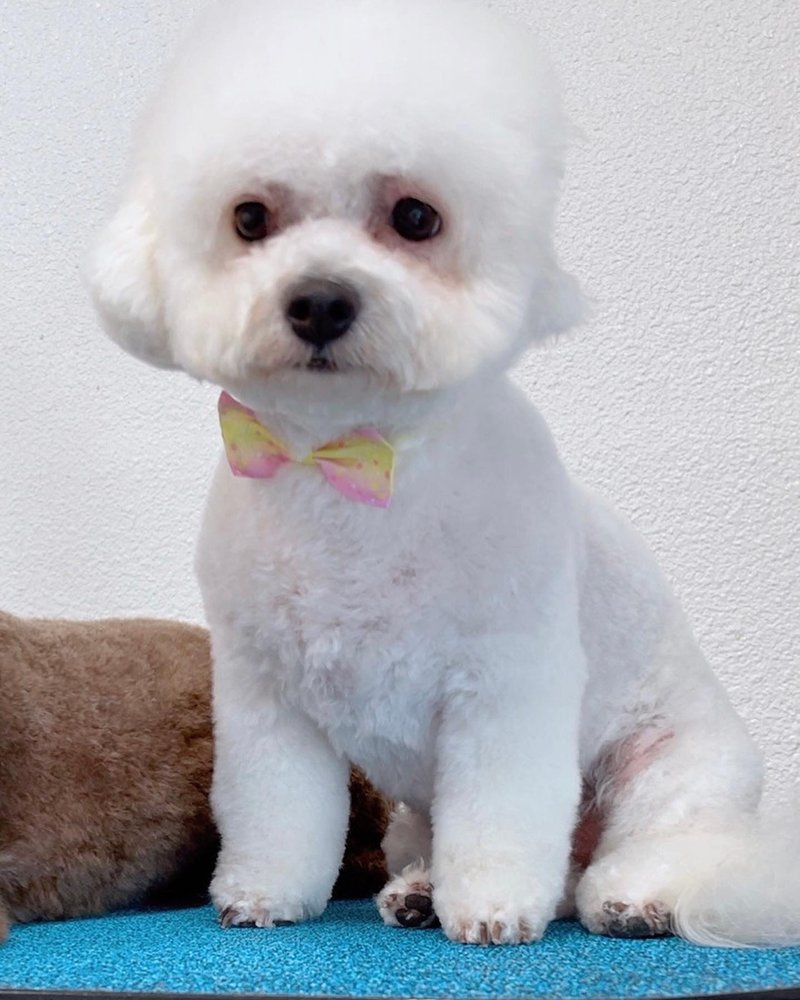 Happy Dog Grooming - pet boarding facility in Farmers Branch, TX