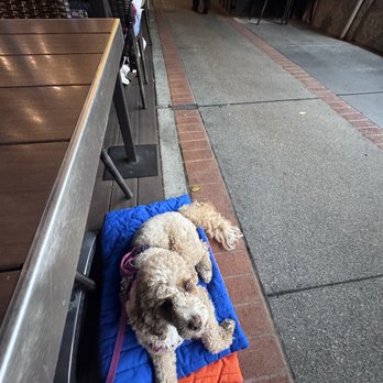 TOWN - My pup living her best bougie life - Steakhouses Near Me - San Carlos, California TOWN - My pup living her best bougie life - Steakhouses Near Me - San Carlos, California