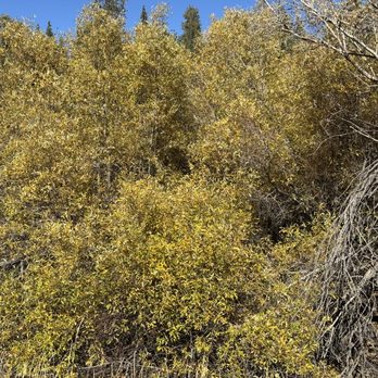 Rathbun Creek Trail - Willow with fall colors - Hiking Near Me - Big Bear Lake, California Rathbun Creek Trail - Willow with fall colors - Hiking Near Me - Big Bear Lake, California