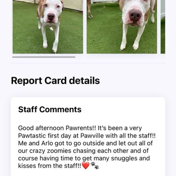 Jacksonville Pawville - Pet Sitting Near Me - Jacksonville, North Carolina Jacksonville Pawville - Pet Sitting Near Me - Jacksonville, North Carolina